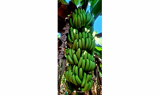 Banana
