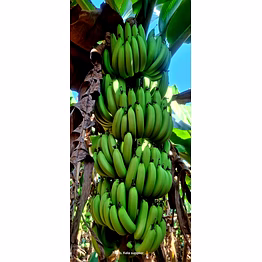 banana