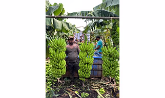 Cavendish Fresh Banana G9