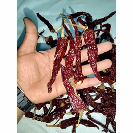 byadagi dry red chilli – gi tagged export quality from karnataka, india