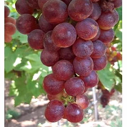 red flame grapes