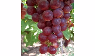Red Flame Grapes