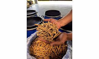Ashwagandha Roots (Withania somnifera)