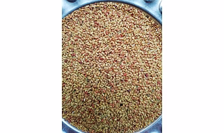 LUCERNCE SEED 1 YEAR