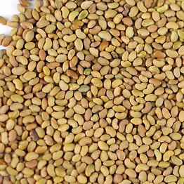 alfalfa seed 3 year