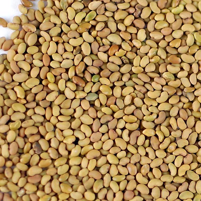 alfalfa seed 3 year