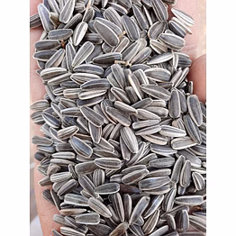 sunflower seed