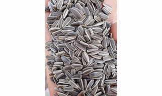 SUNFLOWER SEED