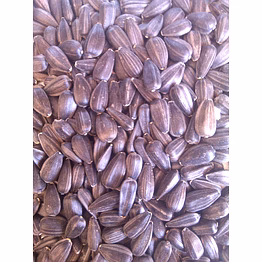 black sunflower seed