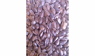 BLACK SUNFLOWER SEED
