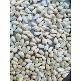 safflower seed