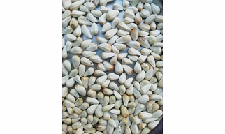 SAFFLOWER SEED