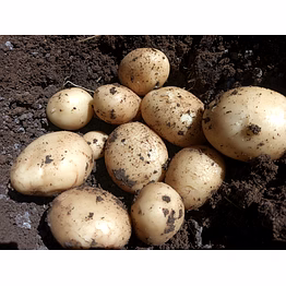 fresh potato