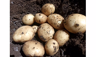 Fresh Potato