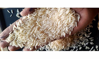 Indian Basmathi rice