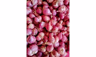 Indian Shallots