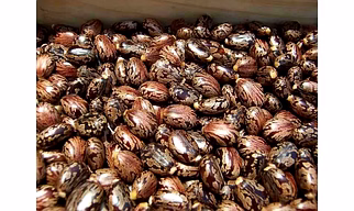 castor seeds