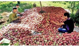 APPLE