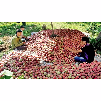 apple