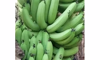 Fresh Farm sourced Banana
