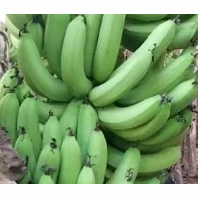 fresh farm sourced banana