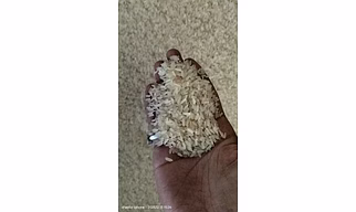 Rice