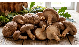 SHITAKE MUSHROOM