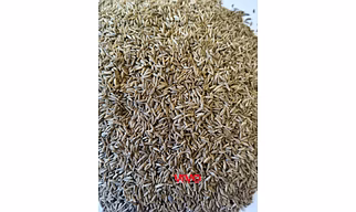 Cumin Seeds – Premium Export Quality
