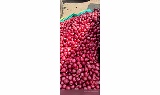 FRESH ONION