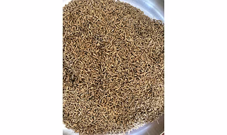 Cumin Seeds