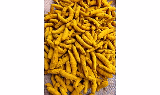 Turmeric Finger
