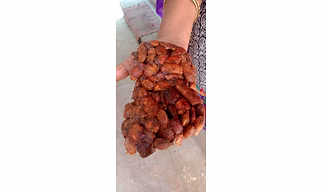 TAMARIND