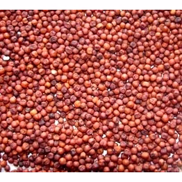 sorghum