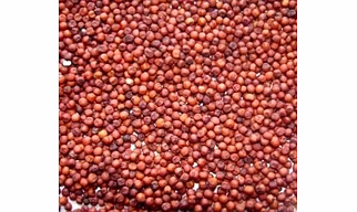 SORGHUM