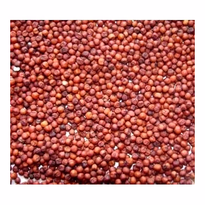 sorghum