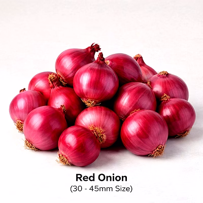 vayus global red onion with 30 - 45mm size