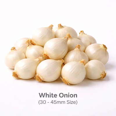 vayus global white onion with 30 - 45mm size