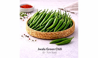 Jwala Green Chili with 5 -7cm Size