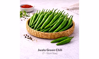 Jwala Green Chili with 7 -10cm Size