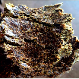 cotton seed oil cake