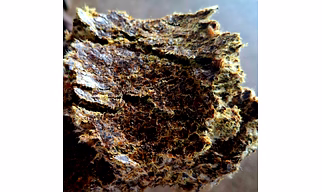 COTTON SEED OIL CAKE