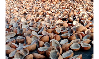 Dried Coconut / Copra
