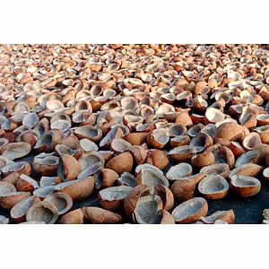 Dried Coconut / Copra