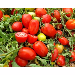 f1 hybrid oval shape tomato seeds