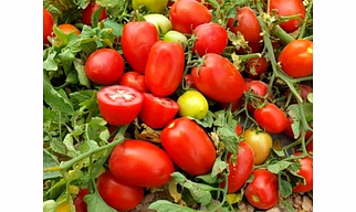 F1 Hybrid Oval Shape Tomato Seeds