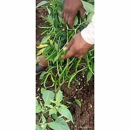 hybrid chilli seed