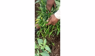 Hybrid Chilli Seed