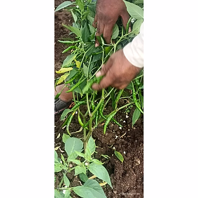 hybrid chilli seed