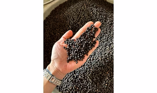 Black pepper