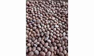 Nutmeg
